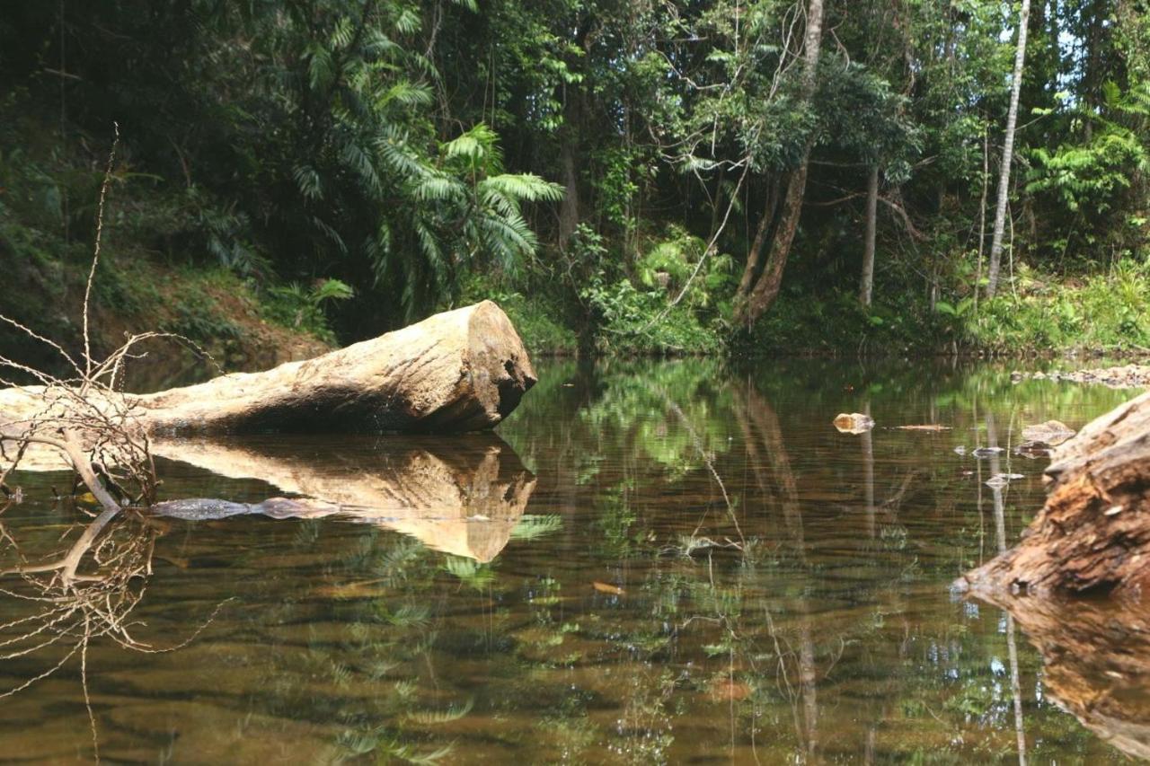 Willa Daintree Rainforest Bungalows Cow Bay Zewnętrze zdjęcie